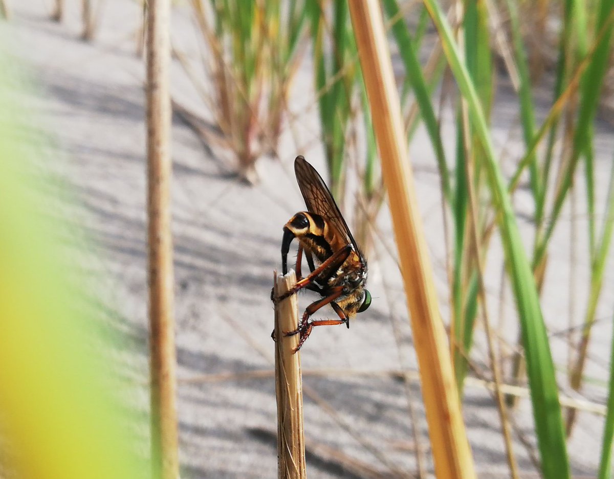 #worldrobberflyday