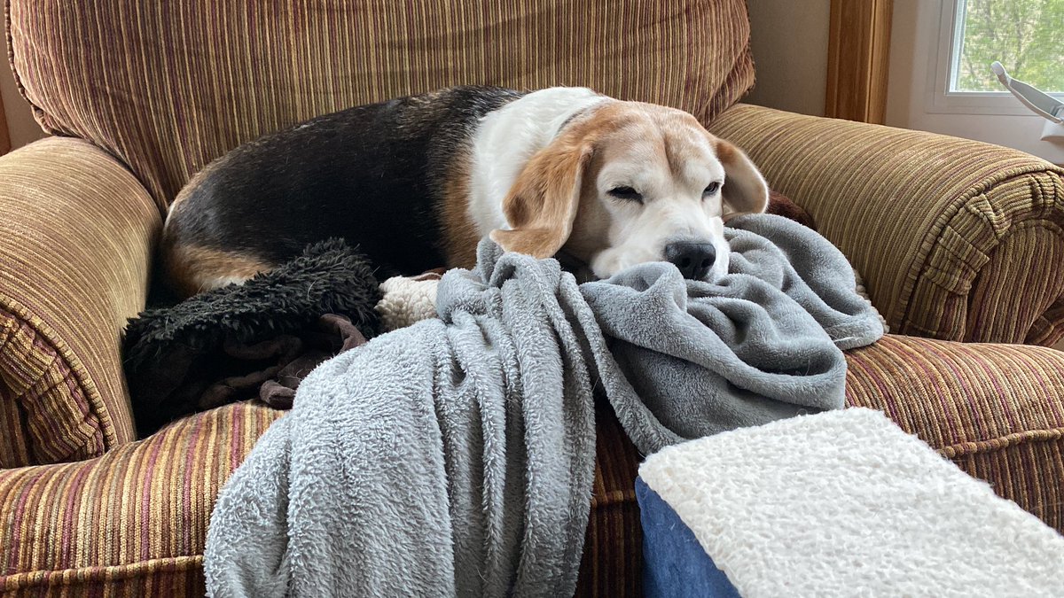 RileyBeagle tweet media