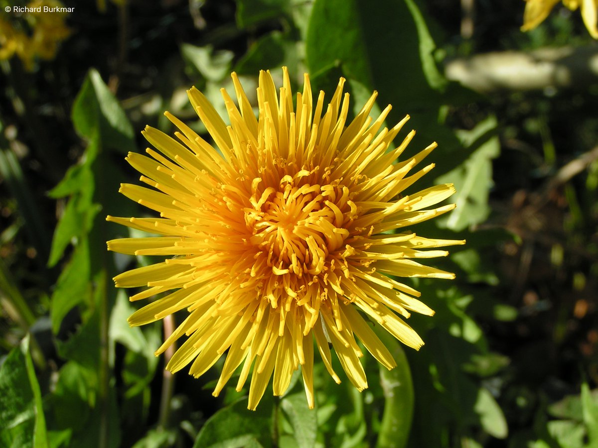 WildlifeTrusts's tweet photo. Happy #InternationalDayOfTheDandelion! We're taking part in #WildflowerHour’s #DandelionChallenge to celebrate 🌼🌼🌼

Did you know there are an 239 dandelion microspecies recorded in Britain &amp; Ireland? Learn more here 👇
https://t.co/5NzVLl1py2 https://t.co/WUIdLLLChA