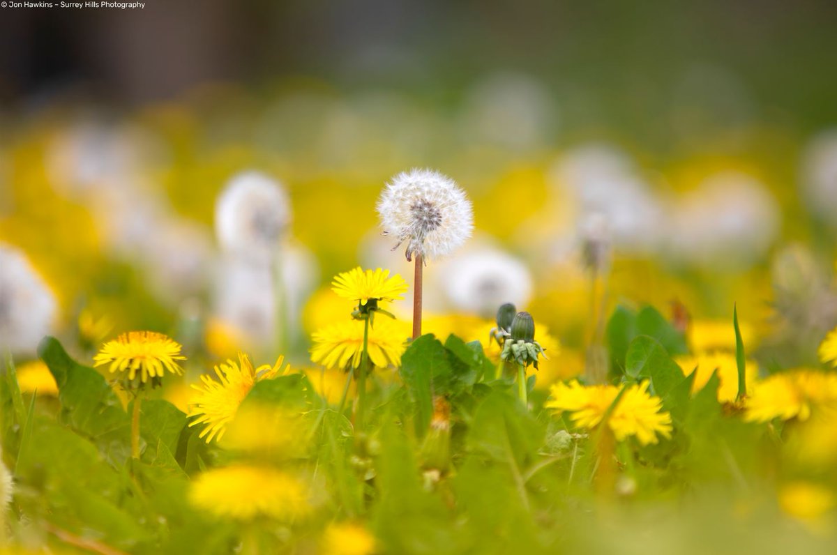 WildlifeTrusts's tweet photo. Happy #InternationalDayOfTheDandelion! We're taking part in #WildflowerHour’s #DandelionChallenge to celebrate 🌼🌼🌼

Did you know there are an 239 dandelion microspecies recorded in Britain &amp; Ireland? Learn more here 👇
https://t.co/5NzVLl1py2 https://t.co/WUIdLLLChA
