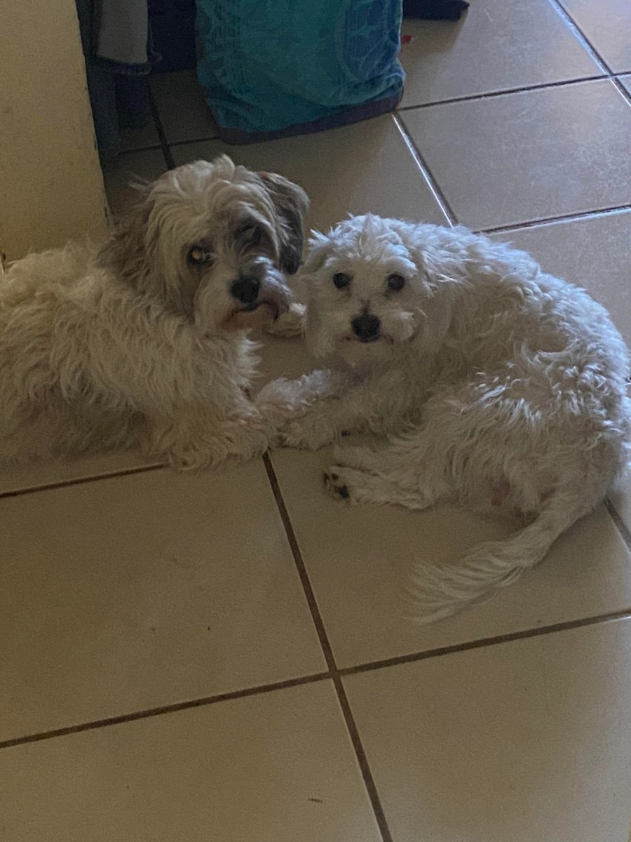 Holding paws #dogsoftwitter #Maltese UKDogOwner.co.uk/dog-breeds/Mal…