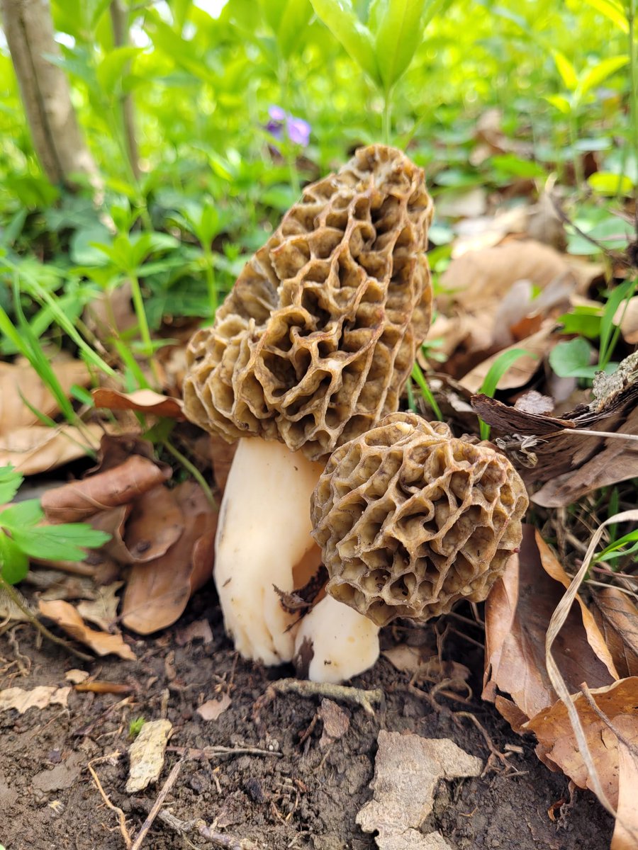 pillemeni's tweet photo. Die Morcheln kommen. Einer der schönste Pilze überhaupt, #morchellavulgaris https://t.co/g7bzas8n4i