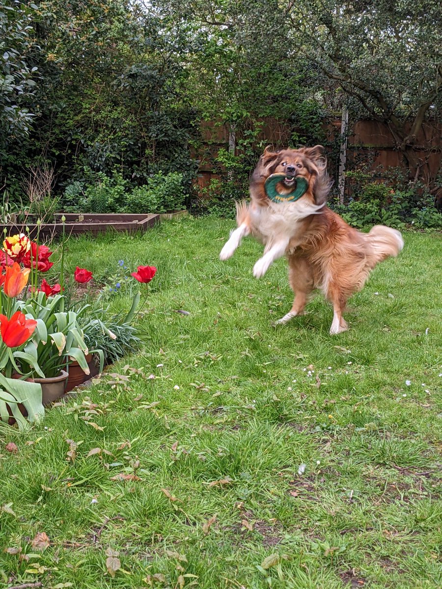CamasTheCollie's tweet image. A surprise game of frisbee. 🐾🐾⭕😀
#BorderCollie
#GardenGames
#ThrowIt
#SundayMotivation