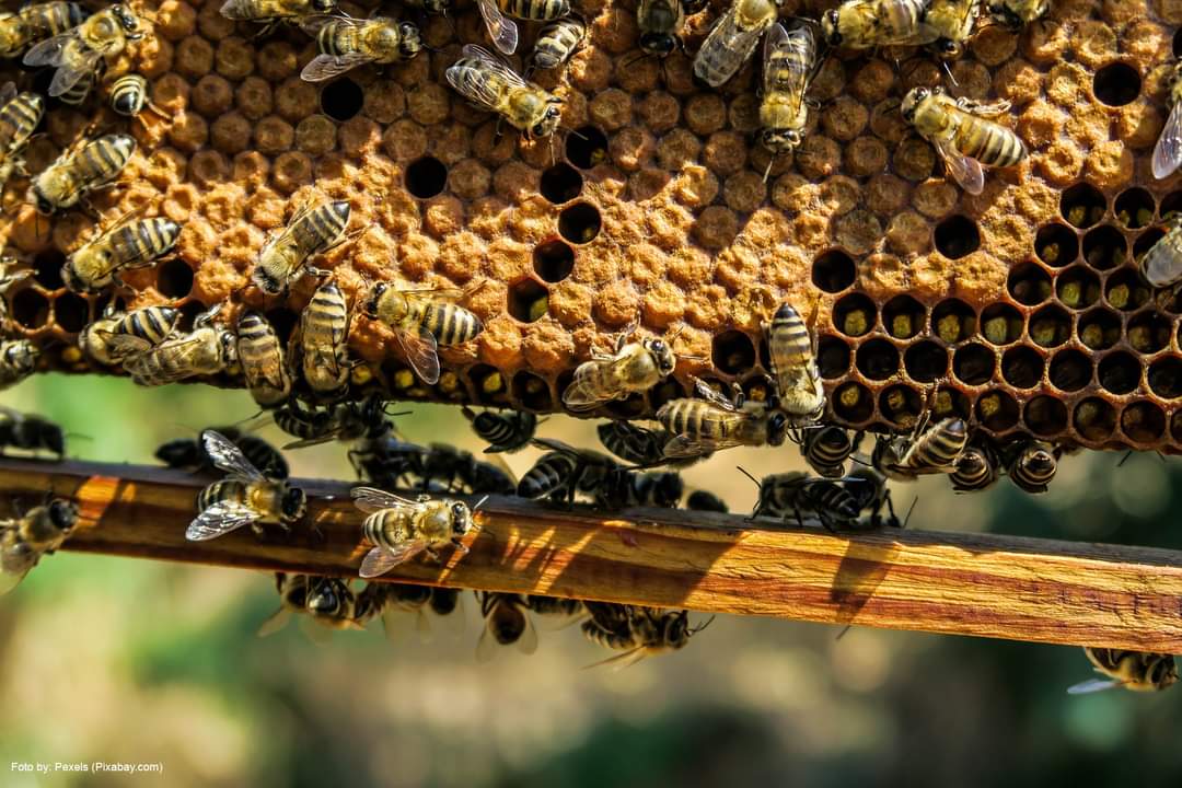 pest_for's tweet photo. 🐝 Ecosistema e produzione alimentare: l'importanza delle api.

ℹ️ https://t.co/RfvDBfmVo5

#forpropest #apicoltura #apicolturaitaliana #apicoltori #api #insetti #disinfestazione https://t.co/UyAkULvDUq