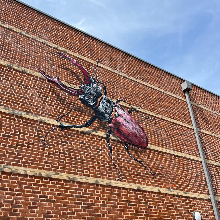 SallyAnn_Spence's tweet image. JUST LOOOOK AT THIS!! @AtmStreetart strikes again! There’s now an awesome stag beetle walking up the side of @SuffolkArchives in 
Ipswich 👇👇👇👇