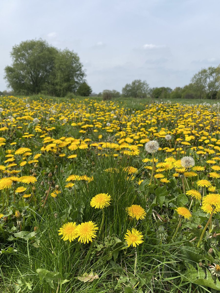 Once a manicured golf course but reclaimed by nature over the past 3 years, Fairlop Waters is currently an ocean of yellow 💛 #NoMowMay #InternationalDayoftheDandelion #WildFlowerHour #DandelionChallenge @BSBIbotany @Love_plants @wildflower_hour