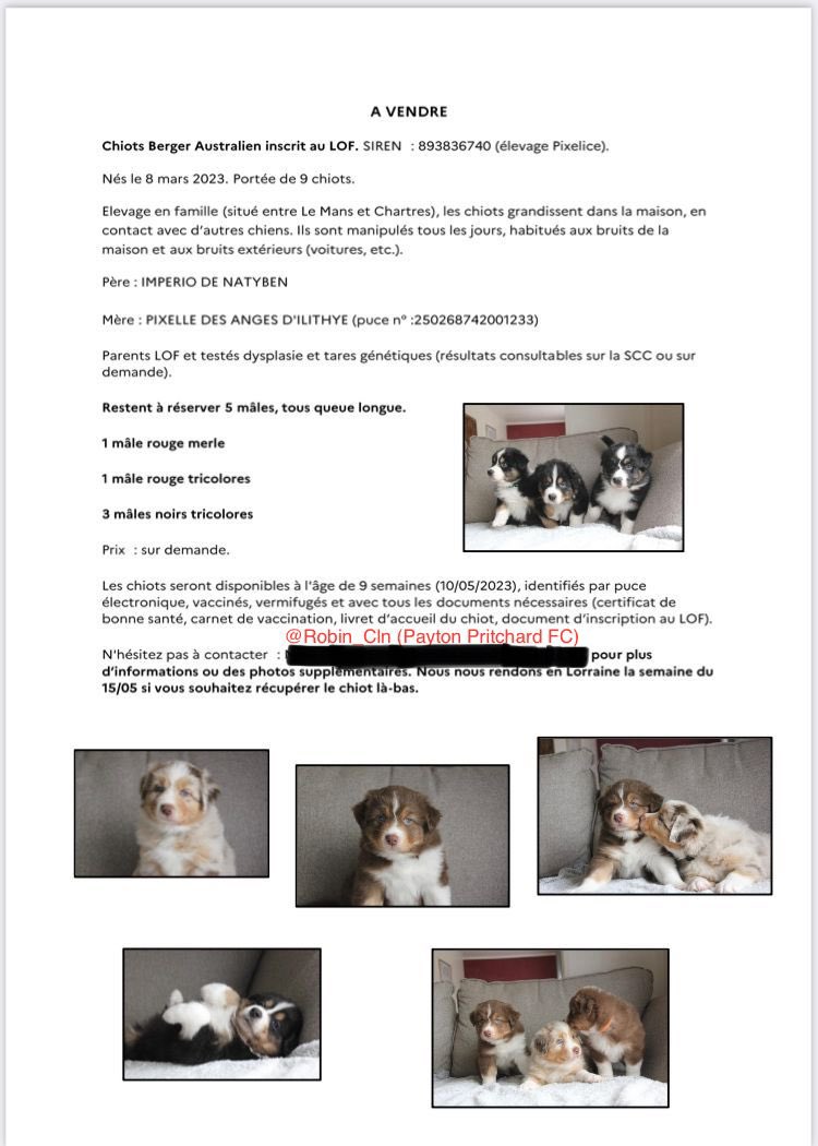 Chiots Bergers Australiens à vendre 🐶

Me contacter en DM pour d’infos