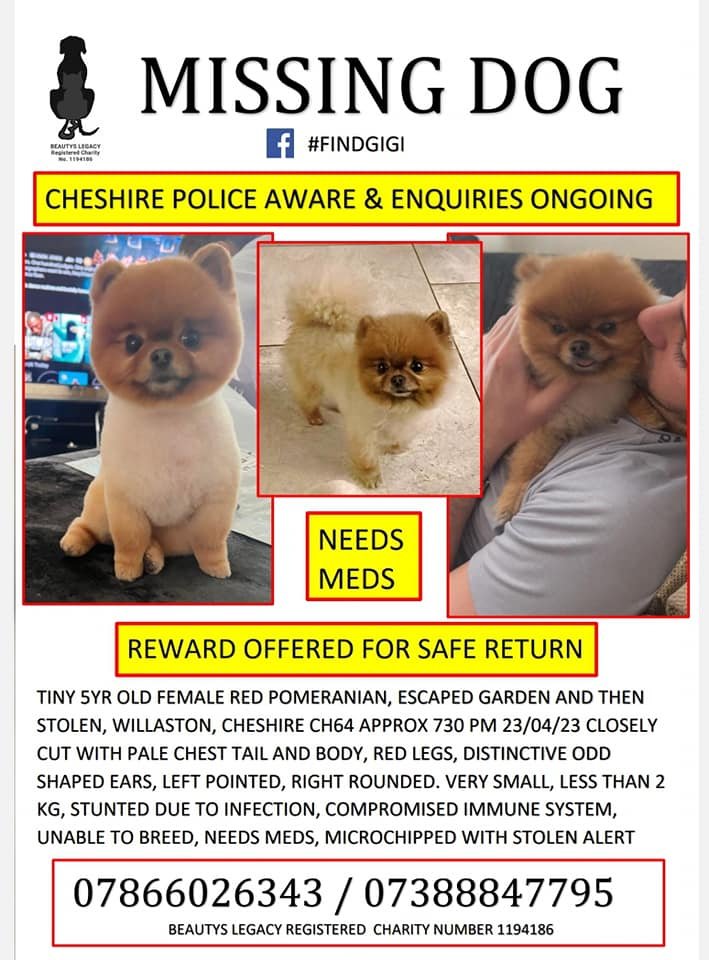 millypod1's tweet photo. UPDATED TO #STOLEN @cheshirepolice
🆘23 APR 2023 #Lost GIGI #ScanMe
Pomeranian Female Very tiny 2kg
1 rounded ear 1 pointed ear #Willaston #Cheshire #CH64 Between #Neston #EllesmerePort #Wirral Seen being picked up by a woman driving a large Dark Vehicle
https://t.co/4Nn2gPhjYG https://t.co/c2r77j6JZZ