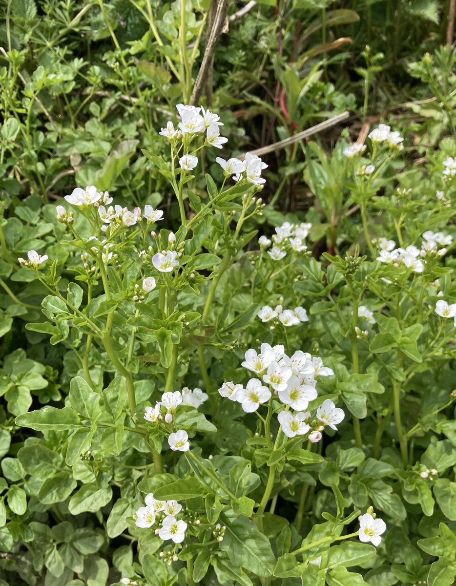 Cardamine amara or Large bittercress growing on the riverbank #riverwaveney #wildflowerhour ⁦<a href="/BSBIbotany/">BSBI: Botanical Society of Britain & Ireland</a>⁩
