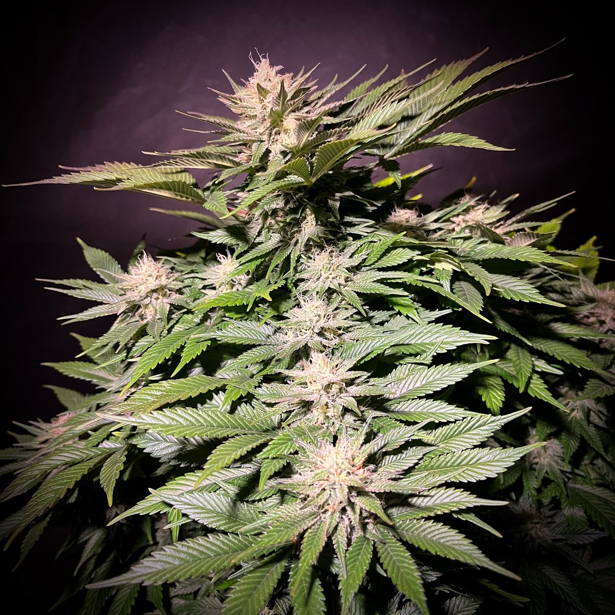 MyrceneDream's tweet photo. White Sugar OG. 7 weeks into flowering.

#indica #cannabisgrowers #cannafam #growingcannabis #cannabiscommunity https://t.co/zRnqweus5W