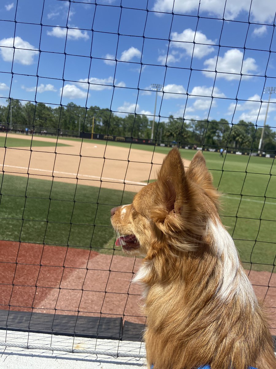 SamRitterOCPS's tweet photo. Beautiful day for baseball with my four-legged babies 🥰 @UCF_Baseball https://t.co/h0n9V89mUF