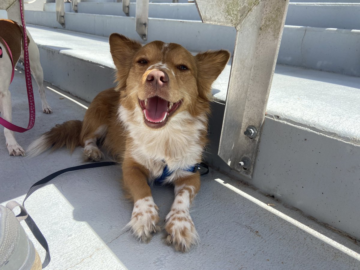 Beautiful day for baseball with my four-legged babies 🥰 <a href="/UCF_Baseball/">UCF Baseball</a>