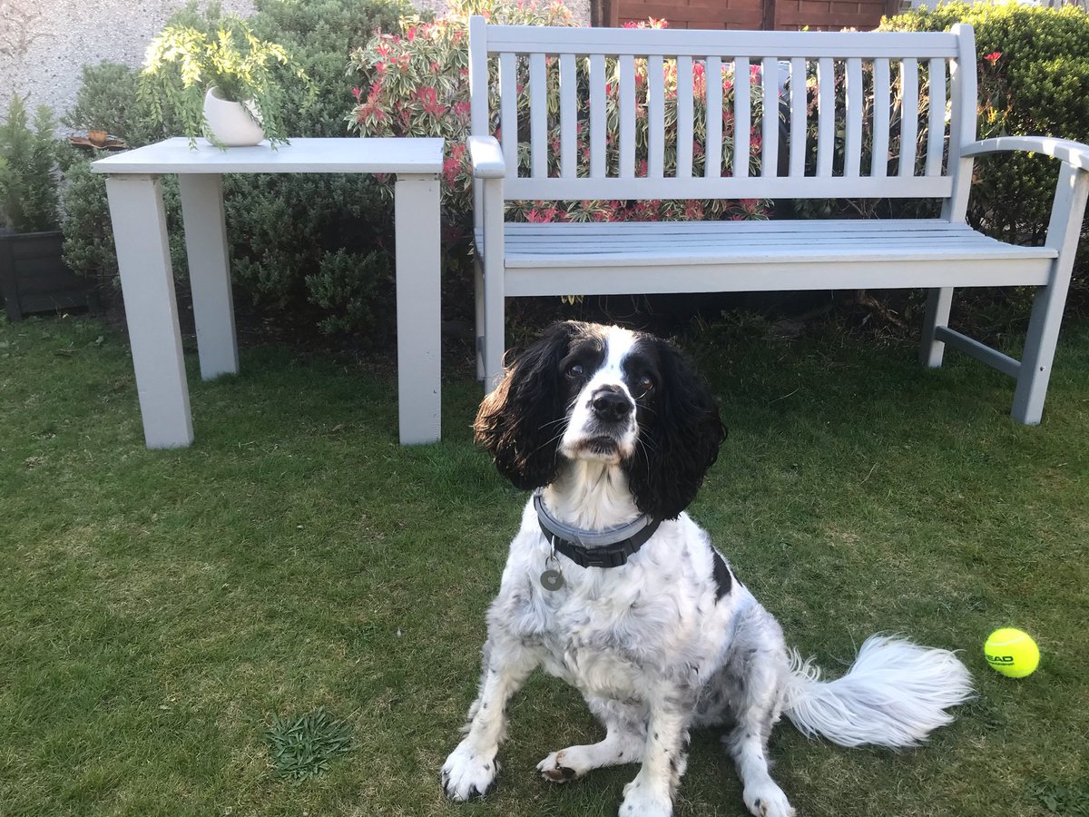 robwilliams433's tweet photo. @PDSA_HQ 8 out of 10 for our fur-ball 🐶❤️ https://t.co/TEvgtzOBhD