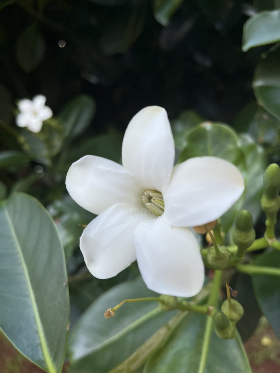 TL Cleanser: Take a moment to enjoy the beauty of this ‘aina, of our Hawaiʻi.