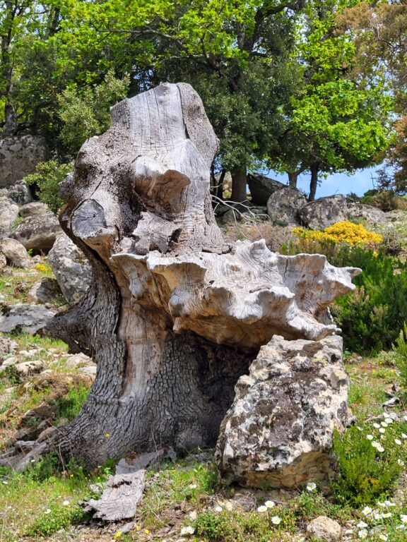 carlettoromeo's tweet photo. https://t.co/ObjvnKvJmi
#sud #calabria #aspromonte #trekking #asprotrek https://t.co/lye341Qv2u