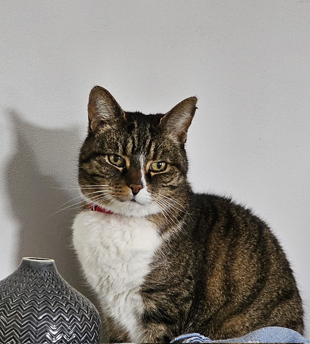 Jill1508's tweet photo. My beautiful girl #NationalTabbyDay https://t.co/5Je3Qz3lCs