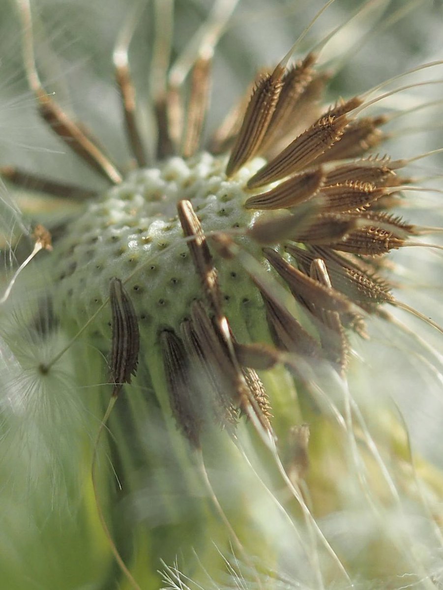 Time tumbles out of a Dandelion clock. #DandelionChallenge #WildflowerHour #InternationalDayoftheDandelion