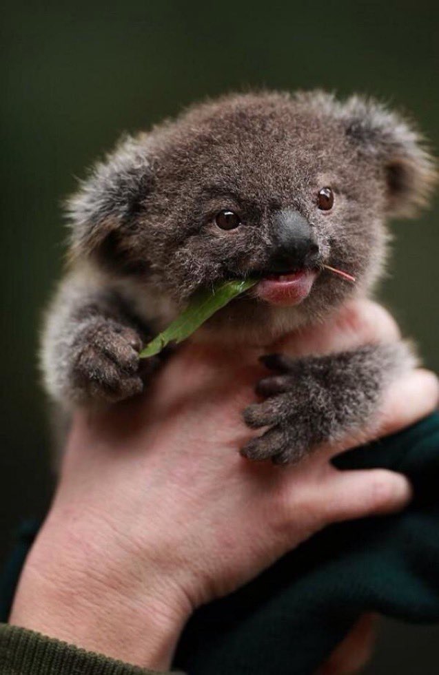 marcuschown's tweet photo. Retweet if you think our NHS would be safer in the hands of this baby koala chewing a eucalyptus leaf than the Tories https://t.co/X5LJ8K3hup