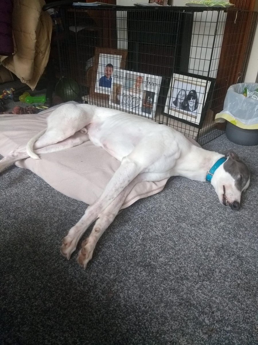 JubileeKennels's tweet photo. We were delighted as always to confirm another homing this week at Cumbria @greyhoundtrust as kennel favourite #MizenJay went to his forever home in Maryport with Julie and her grandson Ryan

After 12 wins from 89 races at @NewcastleDogs he has found a fantastic home ❤️❤️ https://t.co/pZEZ9Bj9MF
