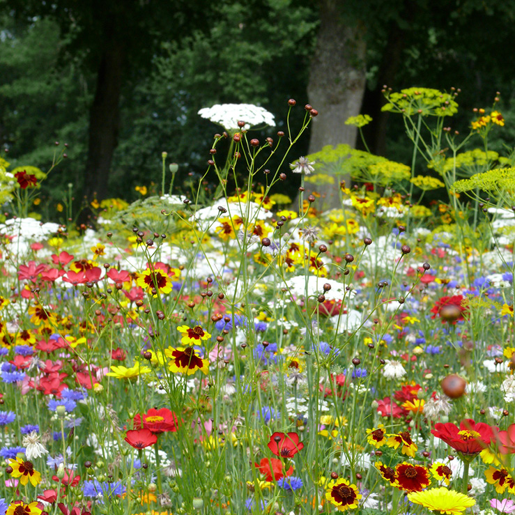 RIerdogan's tweet image. Promotion: Order a mix of any 6 of our new greetings card collection for under £10 (plus £2.95 P&amp;amp;P) 
meadowinmygarden.co.uk/collections/gr… #SpecialOffer #sale #multibuy #flowermeadows #flowerphotography #flowerpower