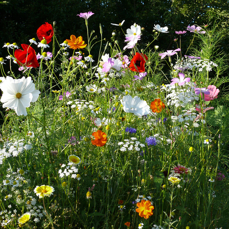 RIerdogan's tweet image. Promotion: Order a mix of any 6 of our new greetings card collection for under £10 (plus £2.95 P&amp;amp;P) 
meadowinmygarden.co.uk/collections/gr… #SpecialOffer #sale #multibuy #flowermeadows #flowerphotography #flowerpower