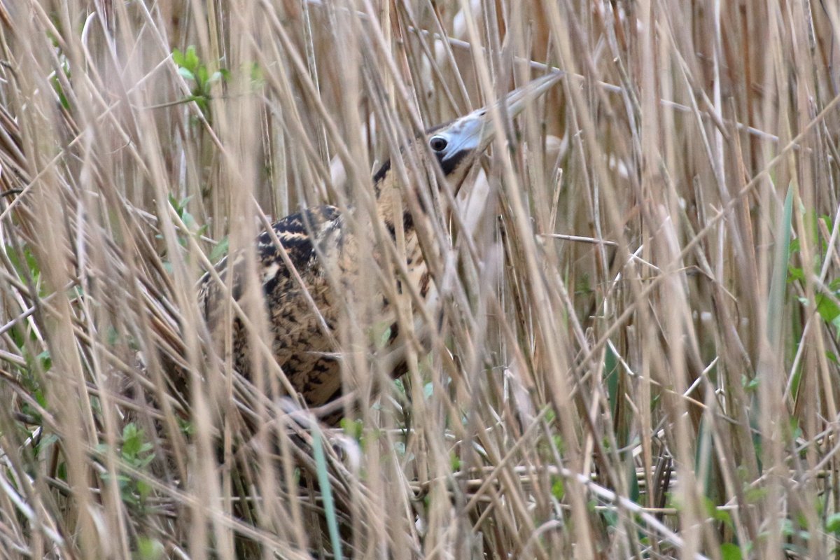 northernoptics's tweet photo. Bittern at #farings today #birdwatching #wildlifephotography #Lincolnshire #NorthernOptics https://t.co/4DAXZP3V4O