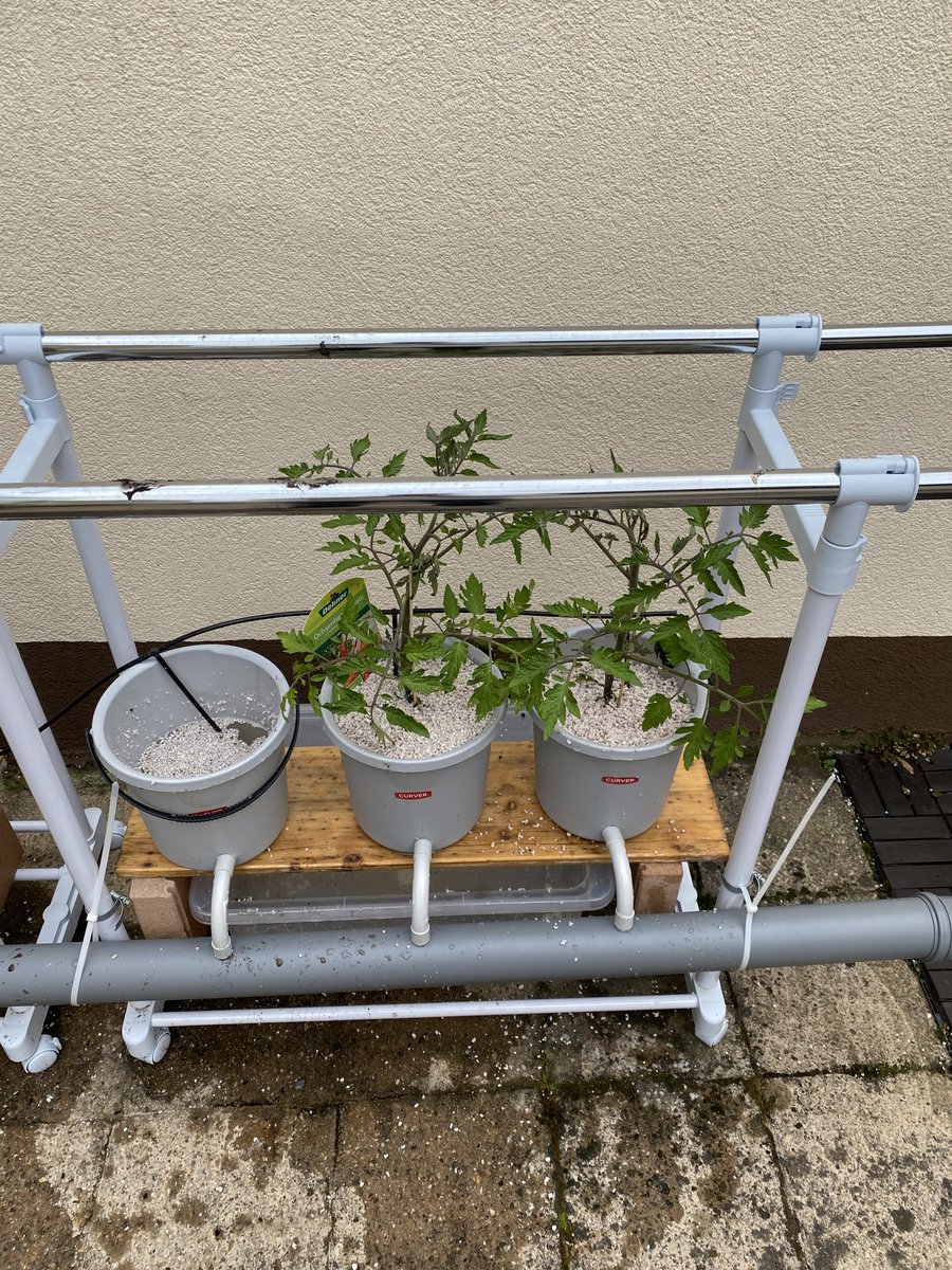 dakoller's tweet photo. #hydroponic update: #lettuce is growing fast and #radish as well. I started to populate my second #growingtower with plants, which will hopefully climb up the system such as tomatoes, pickle & bell pepper. https://t.co/Du8uEeJX5E