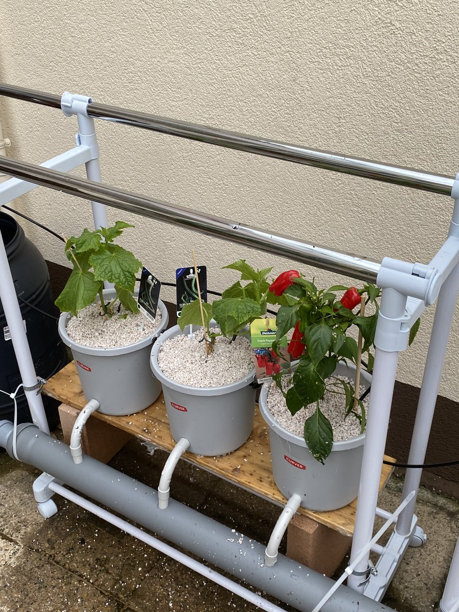 dakoller's tweet photo. #hydroponic update: #lettuce is growing fast and #radish as well. I started to populate my second #growingtower with plants, which will hopefully climb up the system such as tomatoes, pickle & bell pepper. https://t.co/Du8uEeJX5E