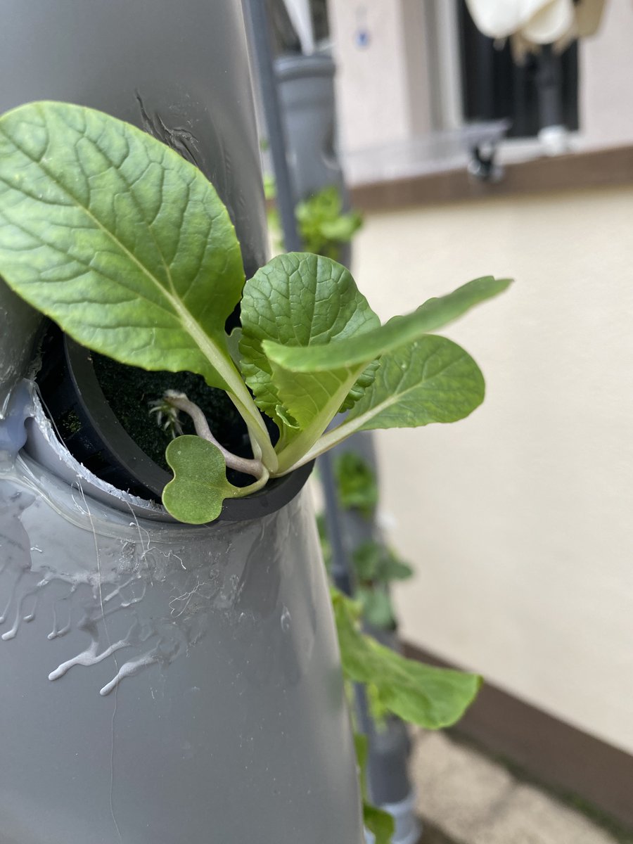 dakoller's tweet photo. #hydroponic update: #lettuce is growing fast and #radish as well. I started to populate my second #growingtower with plants, which will hopefully climb up the system such as tomatoes, pickle & bell pepper. https://t.co/Du8uEeJX5E