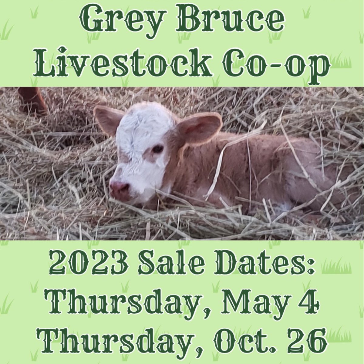 Our spring sale will be held this Thursday, May 4, starting at 10am at our sales barn just south of #Wiarton. 

Please visit greybrucelivestockcoop.ca for more info, including who to call to consign cattle.