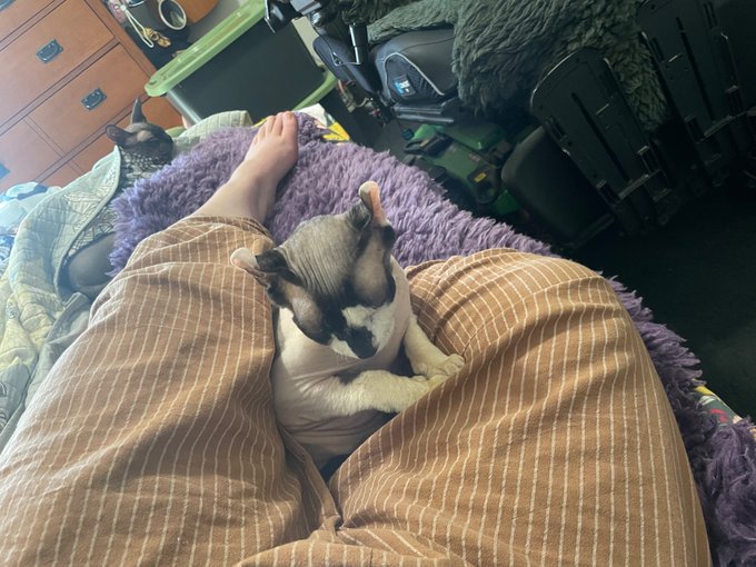 As a human cat bed I provide a valuable service to my community https://t.co/aw5SGAeENm<a href="/tag/doggystyle"class="tags"><span>#doggystyle</span></a><a href="/tag/halloweenporn"class="tags"><span>#halloweenporn</span></a><a href="/tag/ftmporn"class="tags"><span>#ftmporn</span></a>