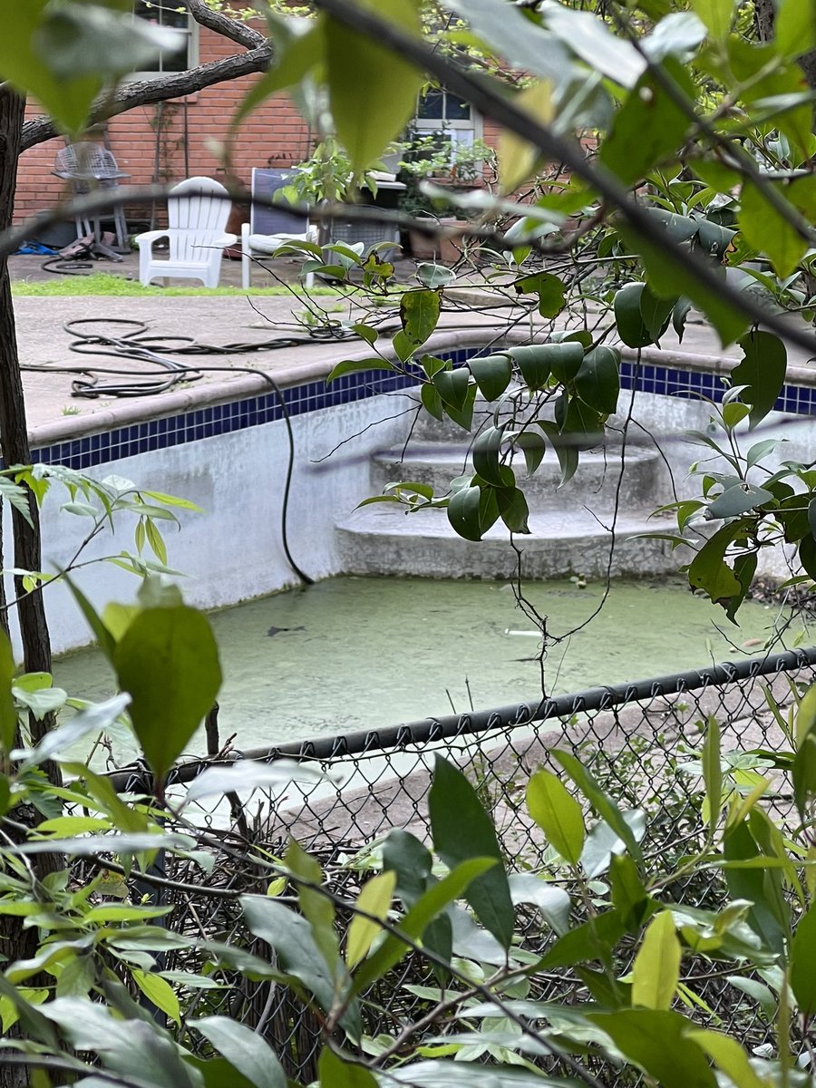 nate_0313's tweet image. #nbc5 #fox4 #Cbs11 #abc8 #wfaa #dallas #dallascounty can we please do something about these pools? Reported multiple times and no results! Stop preaching about West Nile and Zika if you’re not willing to address the problems!