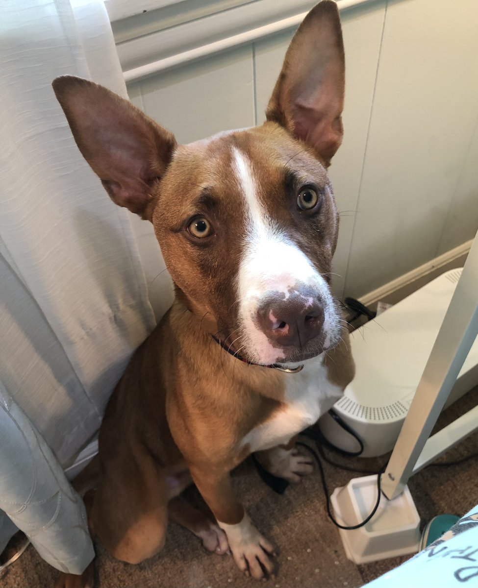 Christine Lovly, MD, PhD, FASCO tweet media