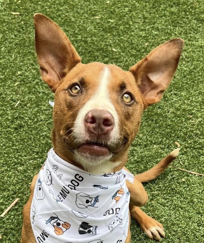 Christine Lovly, MD, PhD, FASCO tweet media