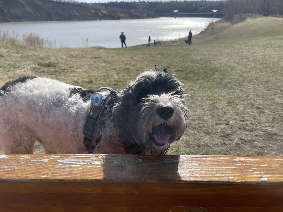 Dan Buff MacLennan tweet media