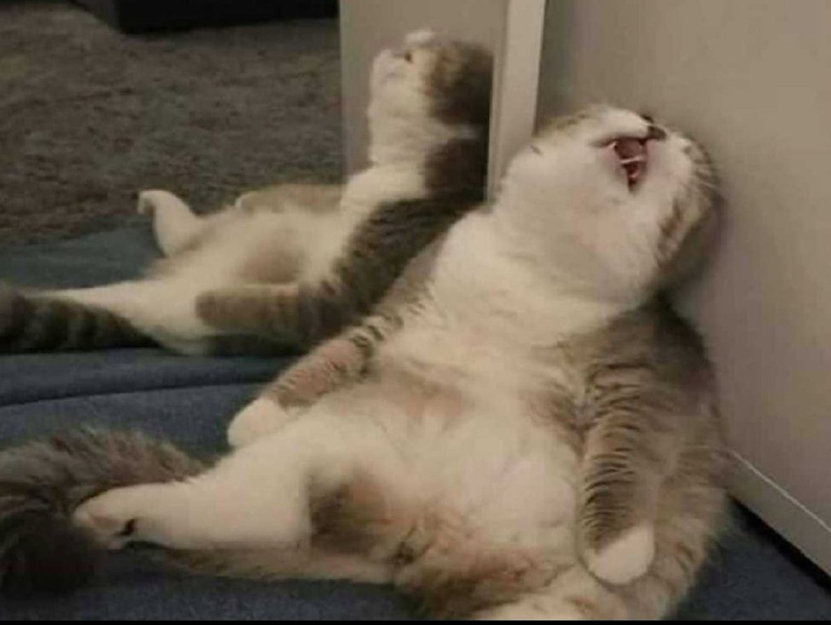 “A comida dá-te energia”

Eu depois de almoço: