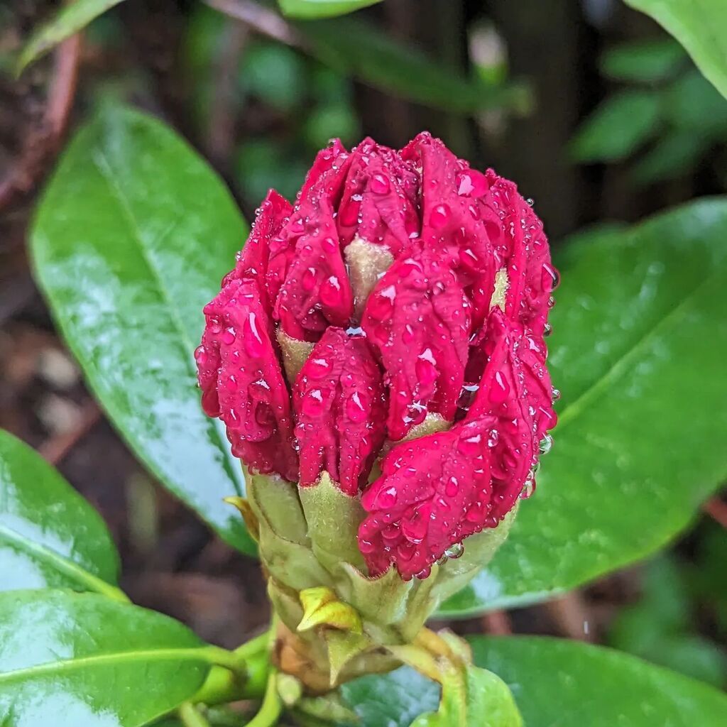 qaantar's tweet photo. Rhododendron in the rain... #rhododendron #flowers https://t.co/781iv1cMKy https://t.co/KHXRp8KO0c