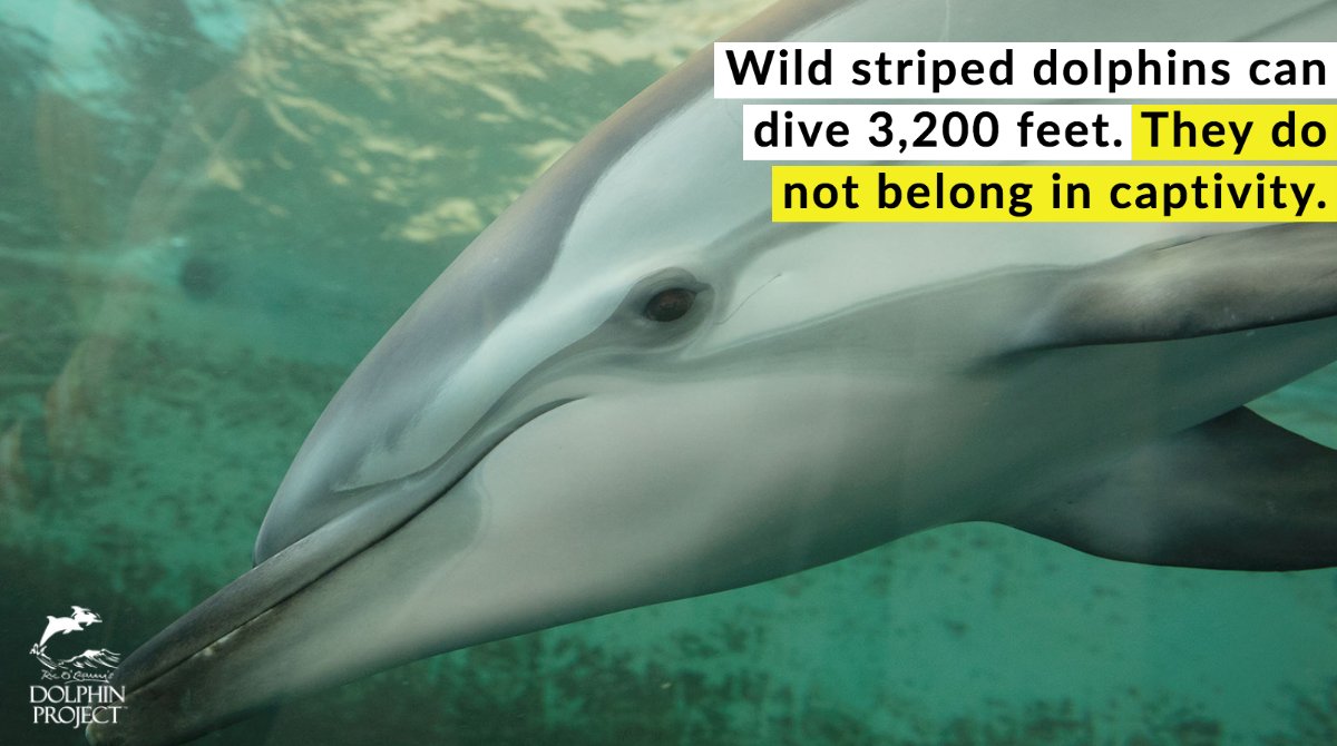 No tank will ever be big enough. Take the pledge to #SayNoToTheDolphinShow at bit.ly/TakeTheDolphin… 🐬!
#DolphinProject