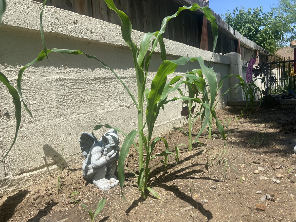 solmejica's tweet image. @gbeyale is it time
4 scarecrows yet? My lil gargoyle killin it working 24/7 #bluecorn all the way from #ShiprockNM