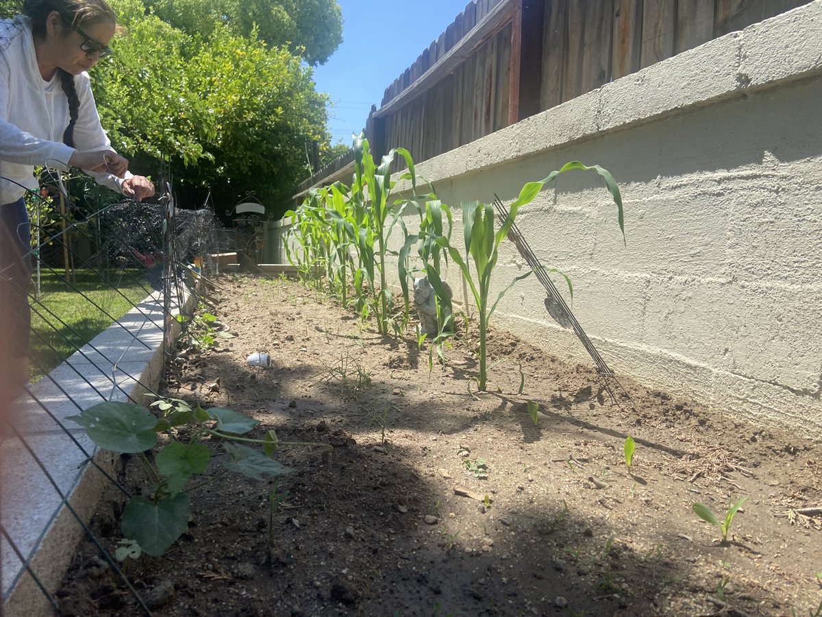 solmejica's tweet image. @gbeyale is it time
4 scarecrows yet? My lil gargoyle killin it working 24/7 #bluecorn all the way from #ShiprockNM