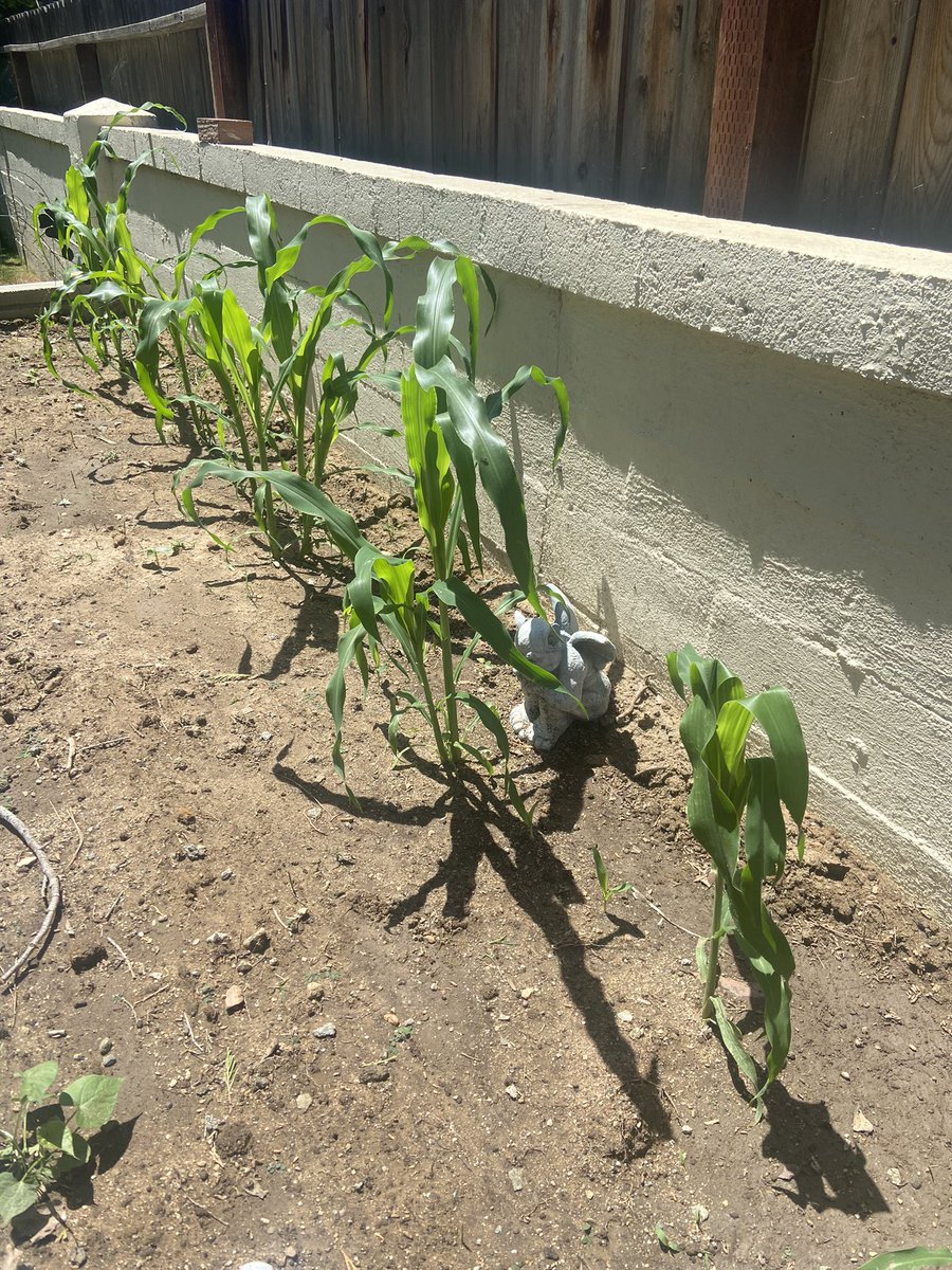 solmejica's tweet image. @gbeyale is it time
4 scarecrows yet? My lil gargoyle killin it working 24/7 #bluecorn all the way from #ShiprockNM