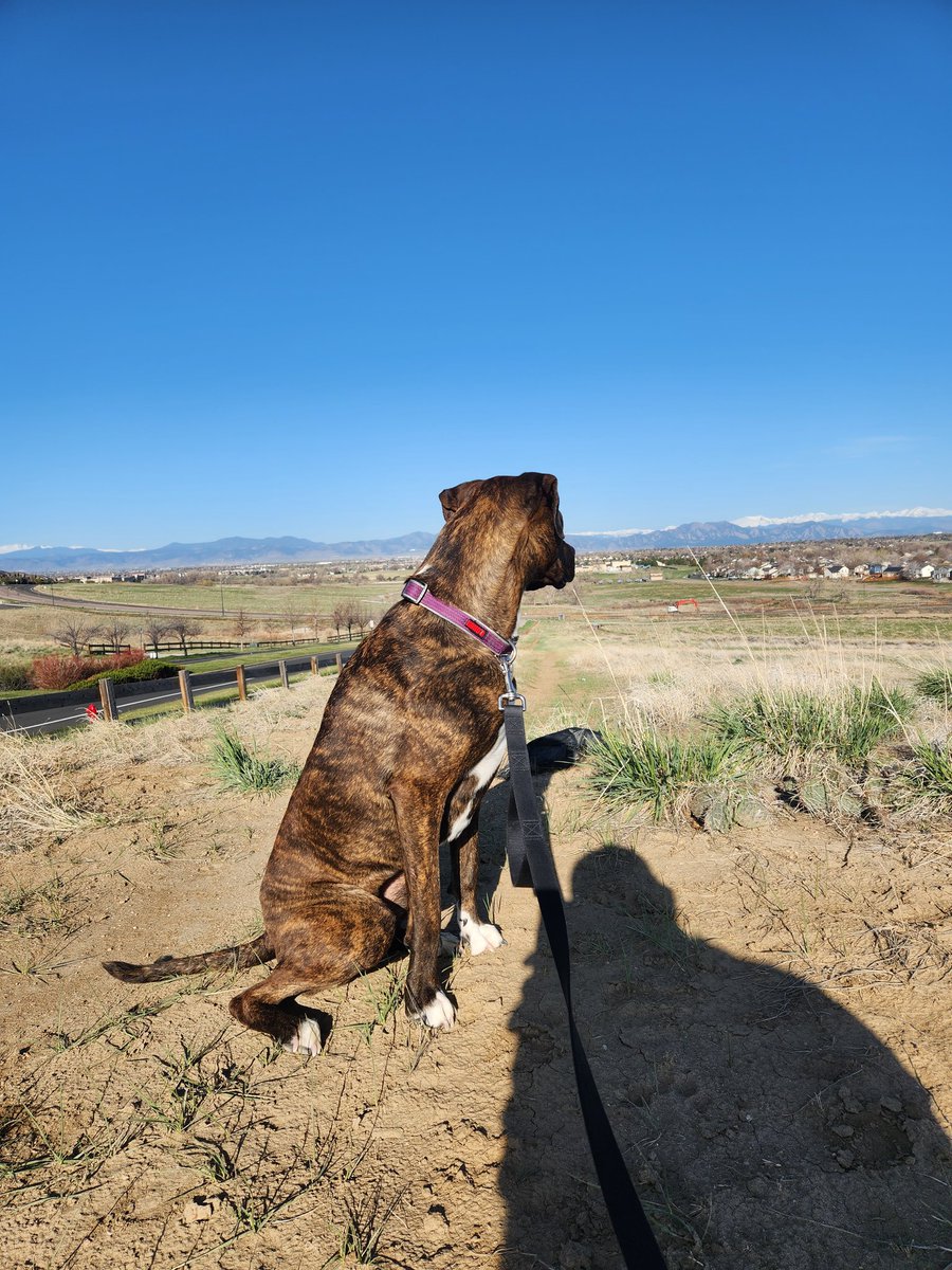 Heaven8nEarth's tweet photo. @wheresLINA Heres cleo on our walk this morning. #PetsOfHedera https://t.co/jw7yweI8de