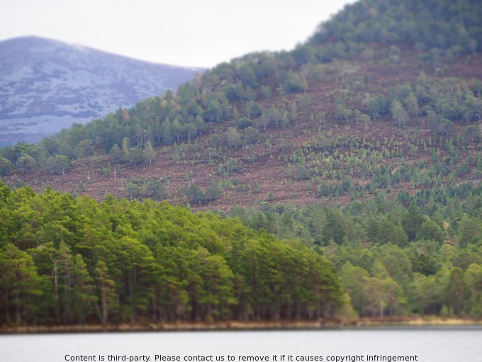 Scottish Forestry's consultation on the Forestry Grant Scheme is currently open for those involved in #WoodlandCreation and #management in Scotland to respond. Don't miss the chance to provide your input before May 17th. #Nature
