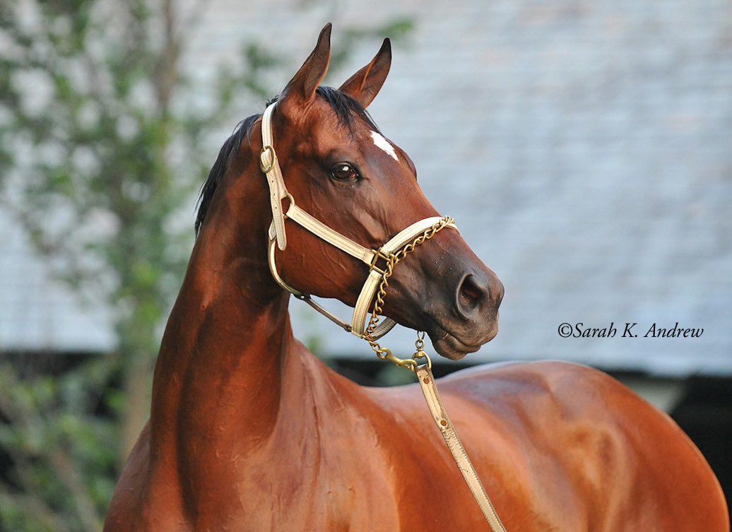 Whisper Hill Farm On Twitter RT SarahKAndrew Goodbye Havre De whisper-hill-farm-on-twitter-rt-sarahkandrew-goodbye-havre-de