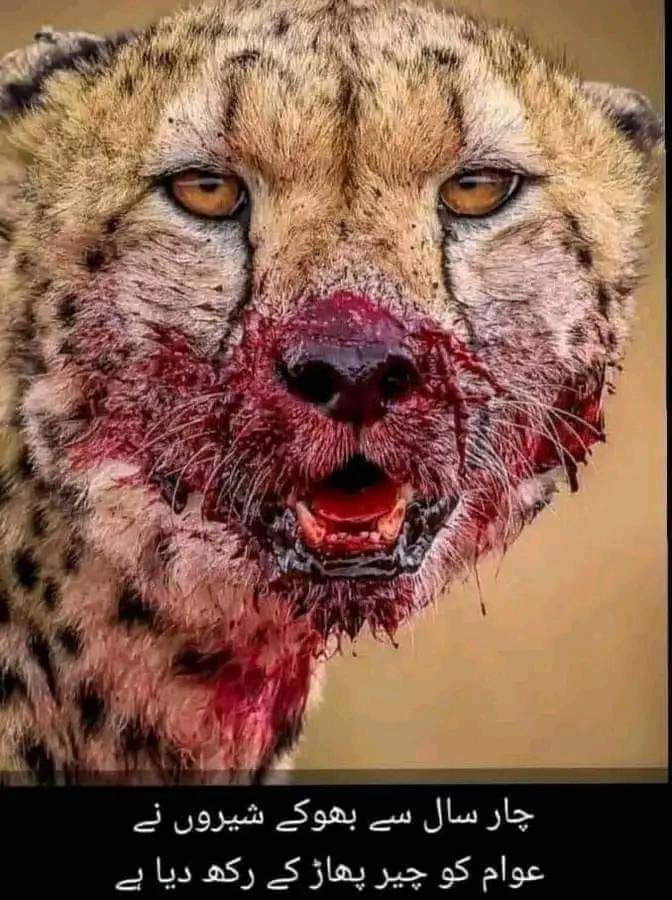 MujtabaBukharii's tweet photo. چار سال سے بھوکے شیر نے تباہی مچا دی https://t.co/YLLvTzIbHW