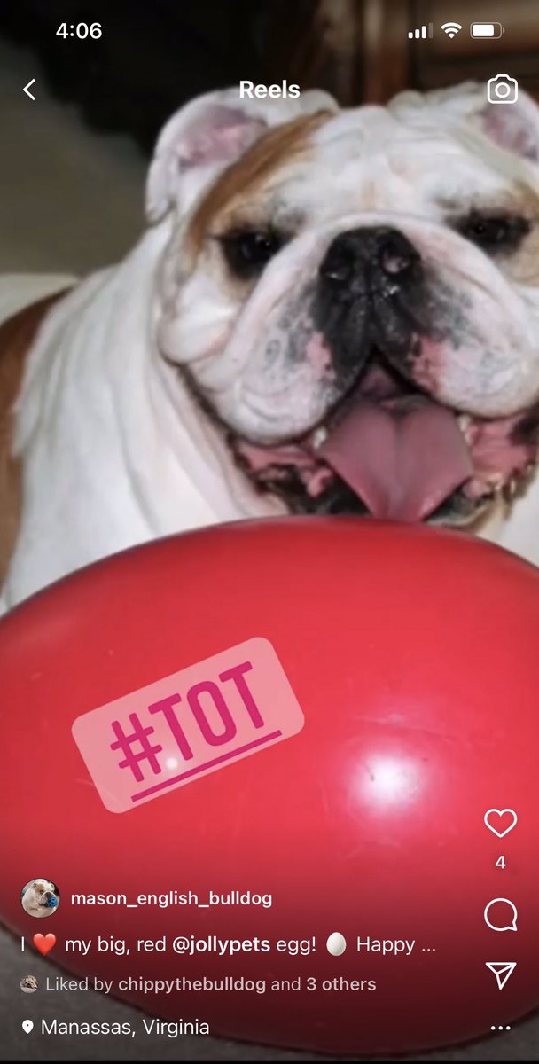 @nugget_karalyn Our precious Mason loved his big red <a href="/Jolly_Pets/">Jolly Pets</a> egg! ❤️🐶🐾