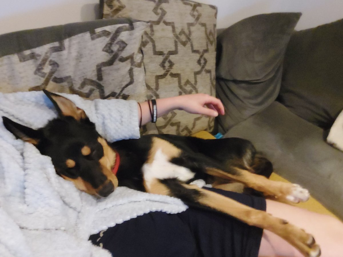 "Kelpies are not lap dogs" ha! #dogsoftwitter