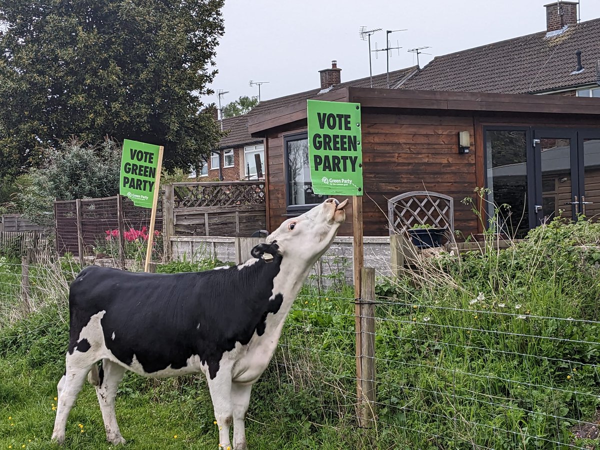 Natalie Bennett (@natalieben) on Twitter photo #GetGreensElected - every council area has its own particular challenges.
But for <a href="/CambridgeGreens/">Green Party: Cambridge & South Cambs</a>, cows eating the garden boards may be a unique challenge
#Cambridge #LE2023 #GetGreensElected - every council area has its own particular challenges.
But for <a href="/CambridgeGreens/">Green Party: Cambridge & South Cambs</a>, cows eating the garden boards may be a unique challenge
#Cambridge #LE2023