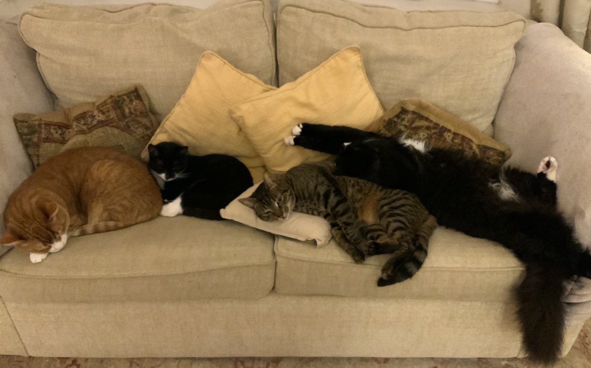 podweed's tweet photo. ‘Please remove the sofa hog’.
Said Dudley.
‘How rude’. Says I. ‘Smol is just an ‘Extravagant Sleeper’.
#CatInteraction https://t.co/gRVmjMIZip