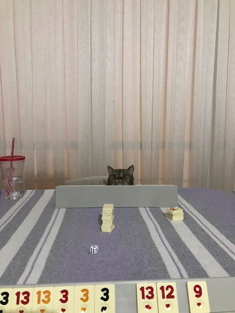 pittyperest's tweet photo. Okeye dördüncü kedi 
Yuva arıyor https://t.co/tEtPuMoNRd